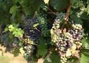 RIZVANAC I SAUVIGNON – VINO ŠMIDT - Najbolje u Hrvatskoj 