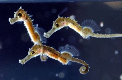 AQUARIUM PULA - Najbolje u Hrvatskoj 