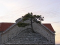 CRNI BOR, NEREŽIŠĆA – OTOK BRAČ - Najbolje u Hrvatskoj 