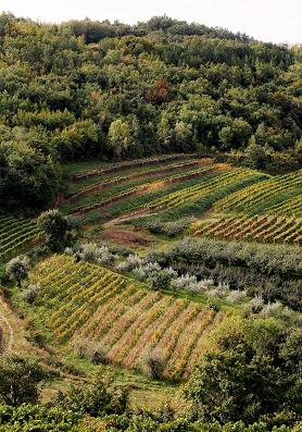 VINARIJA BENVENUTI, MOTOVUN - Najbolje u Hrvatskoj 