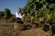 POŠIP SMOKVICA, VRHUNSKO VINO – VINARIJA SMOKVICA - Najbolje u Hrvatskoj 