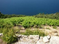 VRHUNSKO VINO DINGAČ – POLJOPRIVREDNA ZADRUGA I VINARIJA DINGAČ, POTOMJE - Najbolje u Hrvatskoj 