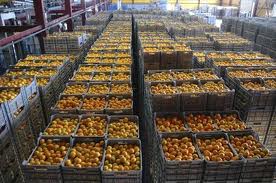 NERETVANSKE MANDARINE S  „GLOBAL GAP FRUIT“ CERTIFIKATOM - Najbolje u Hrvatskoj 