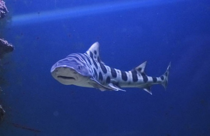 AQUARIUM CRIKVENICA - Najbolje u Hrvatskoj 