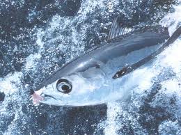 BIG GAME FISHING - Najbolje u Hrvatskoj