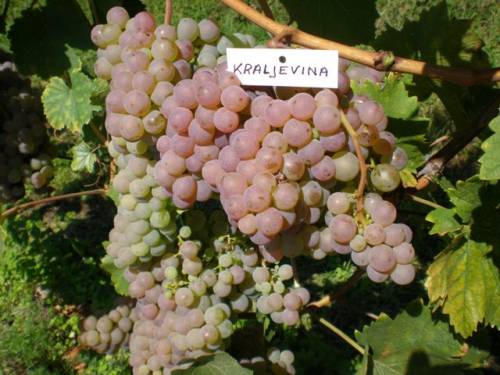 ŽUPANIJSKA MARKA VINA KRALJEVINA - Najbolje u Hrvatskoj 