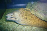 AKVARIJ POREČ - Najbolje u Hrvatskoj 