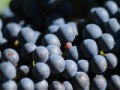 VINA FRANC ARMAN, VIŽINADA - Najbolje u Hrvatskoj 