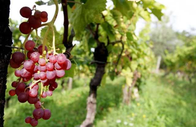 MALVAZIJA SAN SALVATORE – VINA BENVENUTI, MOTOVUN - Najbolje u Hrvatskoj 