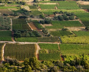 PINĆALUŠA I VINOGRADI POŠIPA, SMOKVICA, OTOK KORČULA - Najbolje u Hrvatskoj 