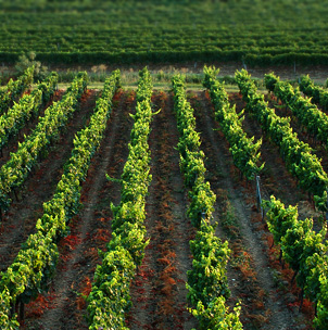 VINA FRANC ARMAN, VIŽINADA - Najbolje u Hrvatskoj 