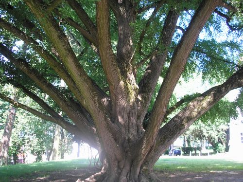 GINKO BILOBA - Najbolje u Hrvatskoj 