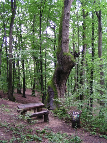 HRAST GALŽENJAK - Najbolje u Hrvatskoj 