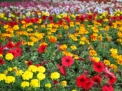 52. FLORAART, ZAGREB; 08.05.-14.05.2017. - Najbolje u Hrvatskoj 