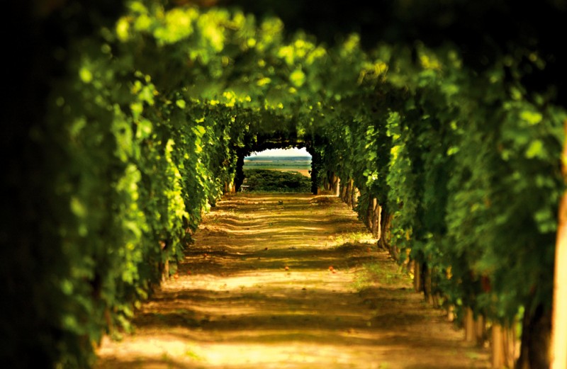 ERDUTSKA VINA – GRAŠEVINA, RAJNSKI RIZLING, CHARDONNAY, ZWEIGELT - Najbolje u Hrvatskoj 