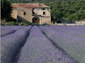 ISTARSKA LAVANDA – GRUPA ISTARSKA LAVANDA - Najbolje u Hrvatskoj 