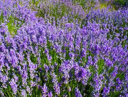 ISTARSKA LAVANDA – GRUPA ISTARSKA LAVANDA - Najbolje u Hrvatskoj 