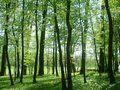 PARK ŠUMA NOVI DVORI, ZAPREŠIĆ - Najbolje u Hrvatskoj 