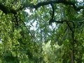 PARK ŠUMA ZLATNI RT - Najbolje u Hrvatskoj 
