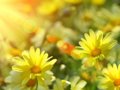 Sunce je ponovno IN! Napokon smo dozvali proljeće! Da, jesmo! - Najbolje u Hrvatskoj 