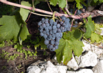 PELJEŠKO VINOGORJE - Najbolje u Hrvatskoj 