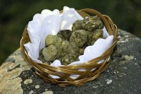 ISTARSKI TARTUF – ZIGANTE TARTUFI D.O.O. - Najbolje u Hrvatskoj 