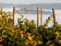 MALVAZIJA SAN SALVATORE – VINA BENVENUTI, MOTOVUN - Najbolje u Hrvatskoj 
