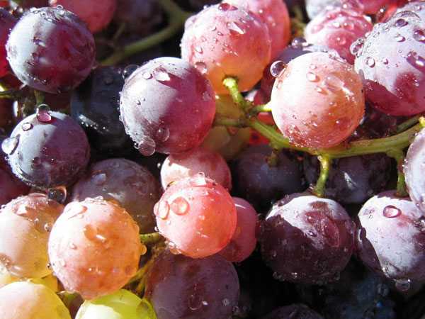 VRHUNSKO VINO CABERNET SAUVIGNON – POLJOPRIVREDNA ZADRUGA MASVIN - Najbolje u Hrvatskoj 