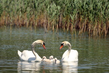 PARK PRIRODE VRANSKO JEZERO - Najbolje u Hrvatskoj